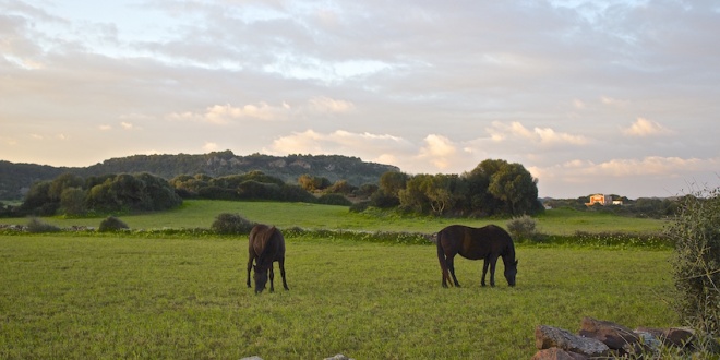 Caballos